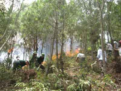 Châm lửa đốt ong gây cháy cả rừng thông