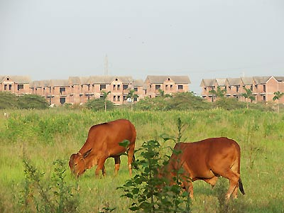 Nhiều tập đoàn, tổng công ty sử dụng đất lãng phí, sai mục đích