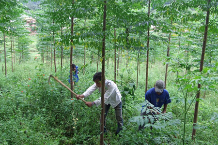 Cái lợi của cắm mốc phân loại rừng được ví như 