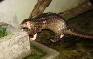 Tê tê quý hiếm được cứu sống tại vườn quốc gia Cúc Phương