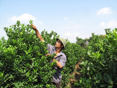 Văn Giang quất cảnh chờ người…