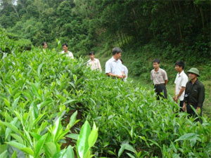 Mô hình giúp thanh niên Tân Tiến thoát nghèo