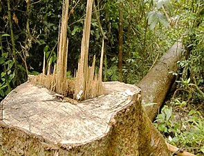 Xử lí nghiêm người có thẩm quyền nhưng để xảy ra phá rừng