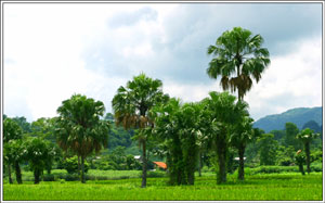 Cọ lại xanh chồi