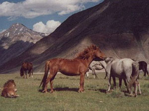 Quân đội Ấn Độ thay đổi cách vận chuyển hàng hóa trên vùng cao