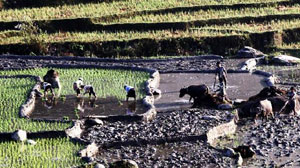 Động lực mới cho nông nghiệp-nông thôn