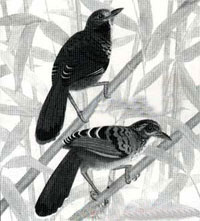 Tiếng chim “dự lệnh”