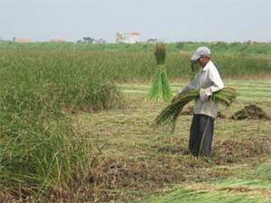 Hương cói quê hương