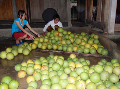 Được mùa mà vẫn thấy lo