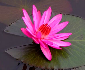 Hoa súng và người chiến sĩ