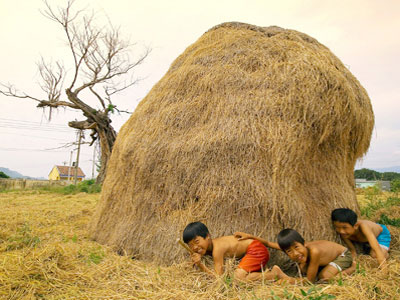 Rơm vàng - “vàng” rơm