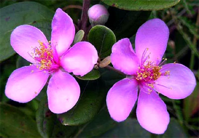 Sim tím yêu thương