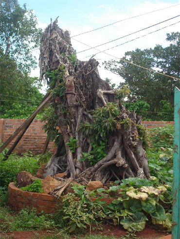 Bao giờ ngăn chặn được tình trạng đào bới gốc cây cổ thụ?