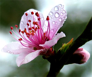 Mùa xuân đến sớm!