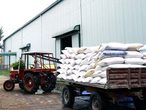 Tháng 12 sẽ xuất khẩu khoảng nửa triệu tấn gạo