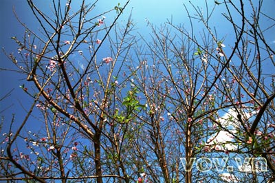 Đào rừng Mộc Châu về xuôi đón Tết