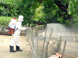 Không xảy ra dịch bệnh trong những ngày Tết