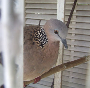 Trường Sa: Đất và người (bài 1)