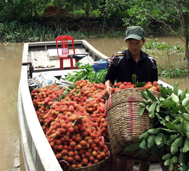 Nông dân trồng trái cây lại lao đao