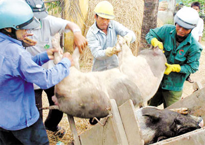 Miền Trung khổ vì dịch bệnh gia súc, gia cầm