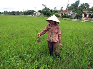 Bảo hiểm rủi ro thiên tai, dịch bệnh cho nông dân