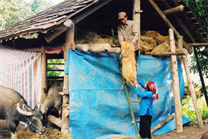 Thủ tướng chỉ đạo: Tăng cường phòng chống đói, rét, bảo vệ đàn gia súc, gia cầm, thủy sản