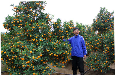 Quất hả hê, đào thấp thỏm