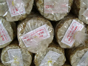 Hương vị cu đơ