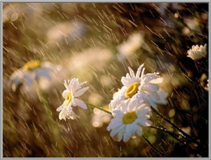 Nhớ cơn mưa mùa hạ!