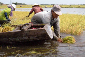 ĐBSCL: Lũ trên mức báo động 3 đến giữa tháng 11