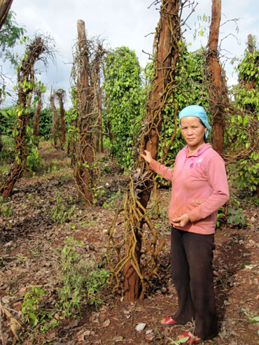 Người trồng tiêu có nguy cơ…tay trắng
