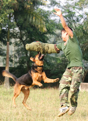 Chó nghiệp vụ - “Vũ khí đặc biệt”
