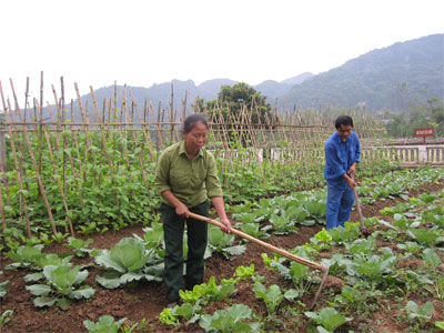 Trồng rau để nuôi con ăn học