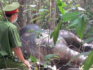 Thấy hai đầu đạn trong cơ thể voi chết ở Tân Phú