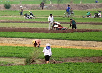 Hỗ trợ giảm tổn thất sau thu hoạch cho nông dân