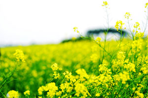 Gửi nắng cho anh!