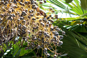 Quê tôi miền trung du…