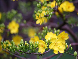 Hai cây mai của ba