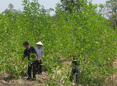 Sớm hỗ trợ nhằm ổn định cuộc sống cho nhân dân vùng biên giới Ea Súp