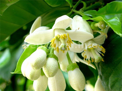 Đọc “Mùa hoa mận” nhớ thầm hoa bưởi