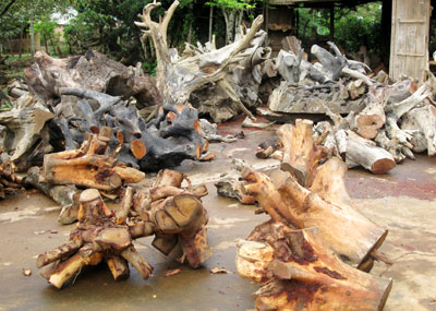Báo động tình trạng tận diệt rừng từ…gốc