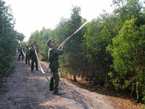 Quân đội tích cực trồng và bảo vệ rừng