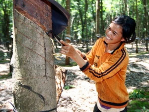 Diện tích cao su ở vùng Tây Nguyên tăng nhanh