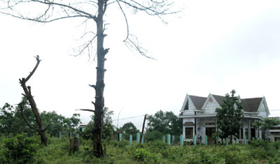 Rừng thông phòng hộ dọc quốc lộ 14 đang bị bức tử