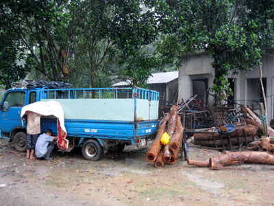 Lâm tặc tận diệt gỗ trắc ở rừng đặc dụng Đăk Uy