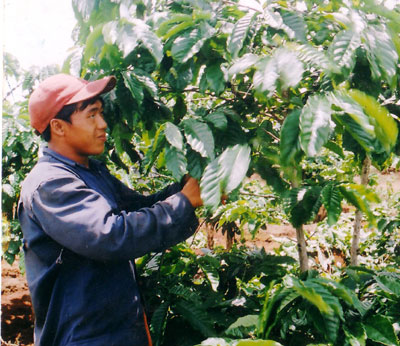 Tây Nguyên - Hãy cứu lấy những vườn cà phê còn lại