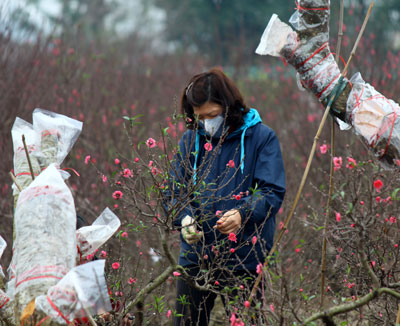 Quất tươi, đào…cười, lòng người thấp thỏm