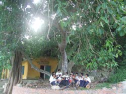 Cây đa và ca khúc đảo quê hương