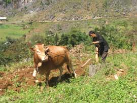 “Vua bò” trên cao nguyên đá