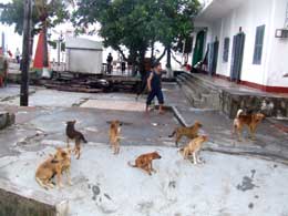 “Bạn” của chiến sĩ đảo